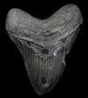 Bargain, Megalodon Tooth - Sharp Serrations #36237-1
